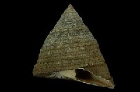 細紋鐘螺藏品圖，第3張